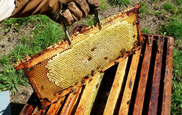 L’Université Laval fait une place aux abeilles