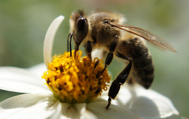 Surbuzz d'abeilles à miel