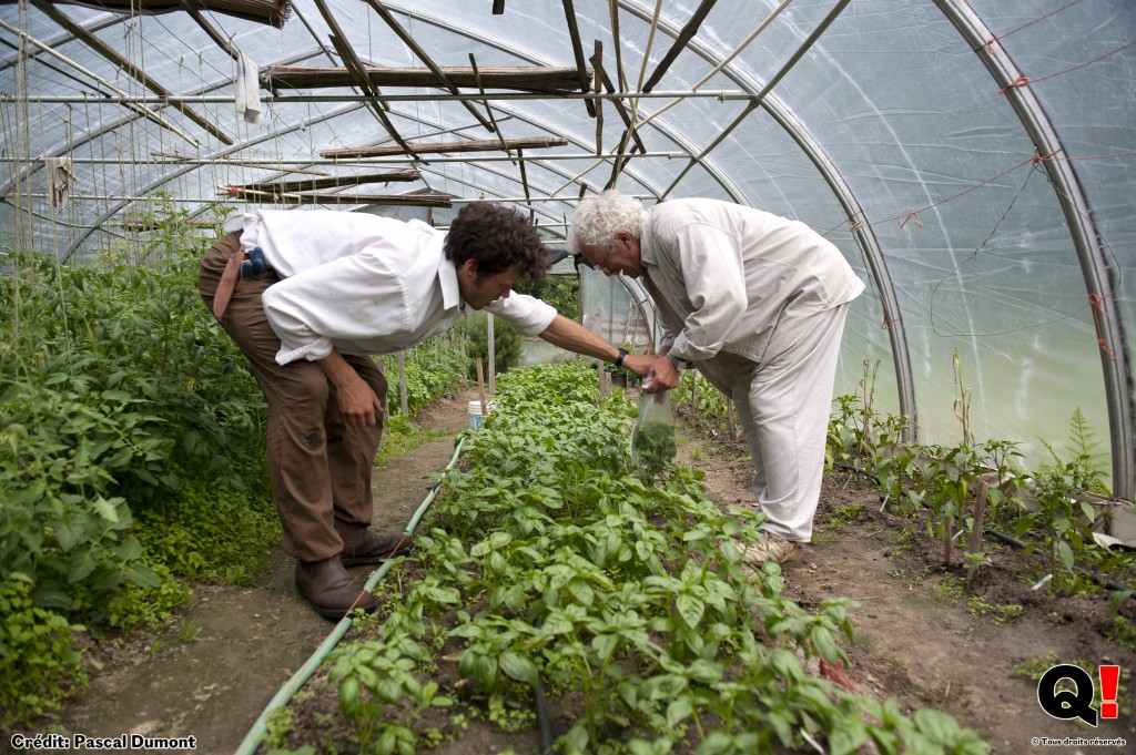 Jordan aide Pete à ramasser les légumes ou encore, comme ici, à désherber. (Crédit photo : Pascal Dumont)