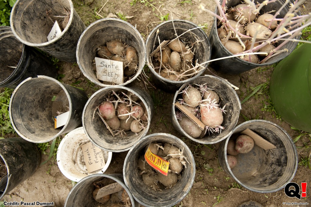 Pete est un collectionneur de semences traditionnelles utilisées depuis des généra- tions. Il cultive plus de 70 varie?te?s de pommes de terre. (Crédit photo : Pascal Dumont)